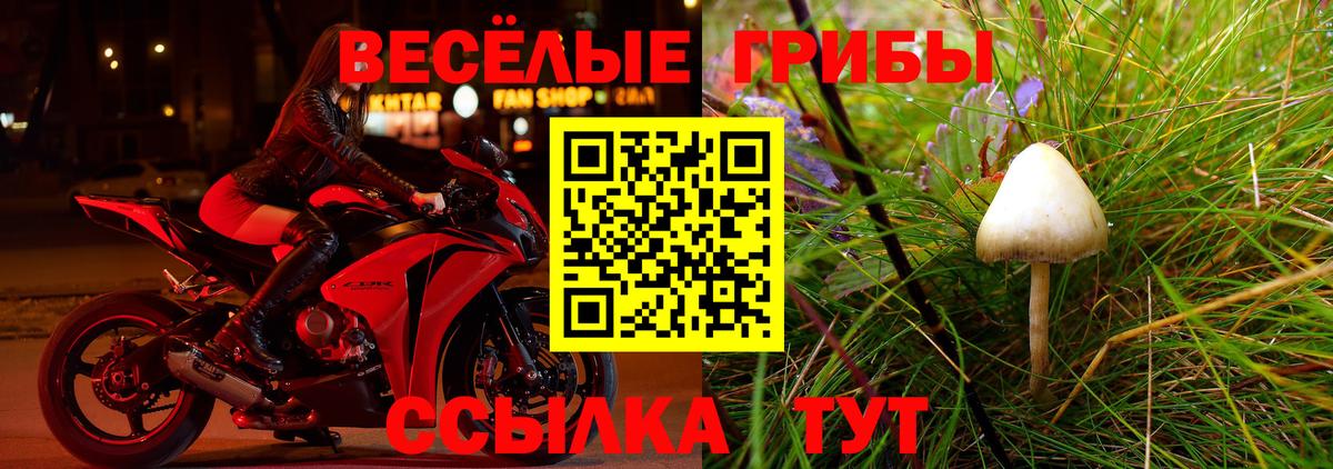Тамбов  Псилоцибиновые грибы мицелий  Вход с VPN  Галлюциногенные грибы Psilocybe 